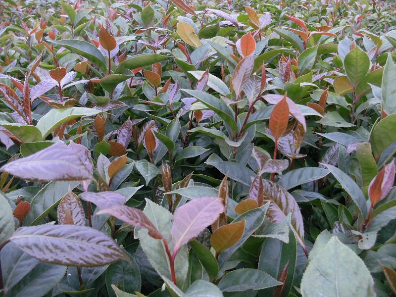廣西欽州市那蒙鎮(zhèn)批發(fā)大果紅花油茶苗 廣西大果紅花油茶苗 廣西大果紅花油茶苗生產基地