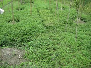 成都滿天星圖片/成都滿天星樣板圖 (2)