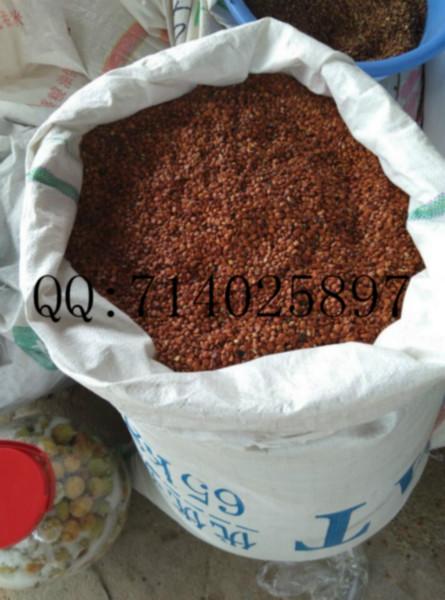 哪里有20萬(wàn)火力楠苗賣(mài)，價(jià)格，批發(fā) *業(yè)成苗木