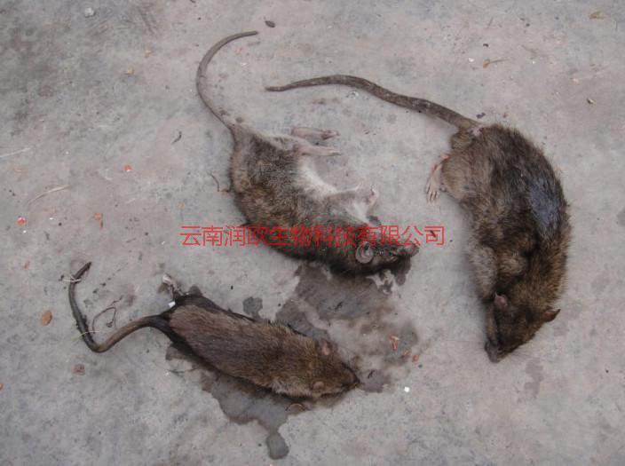 供應(yīng)蒙自市區(qū)大酒店滅鼠-蒙自市區(qū)大酒店滅鼠價(jià)格-蒙自市區(qū)大酒店滅鼠公司