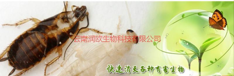滅蟑螂圖片/滅蟑螂樣板圖 (2)