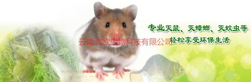 餐廳滅鼠圖片/餐廳滅鼠樣板圖 (4)