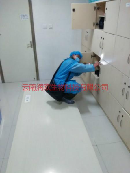 美食城餐廳滅蟑螂圖片