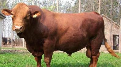 供應(yīng) 青島肉牛養(yǎng)殖業(yè)加盟肉牛養(yǎng)殖利潤(rùn)分析牛舍建設(shè)視頻