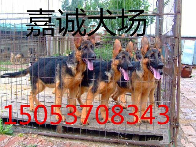 纯血统犬图片