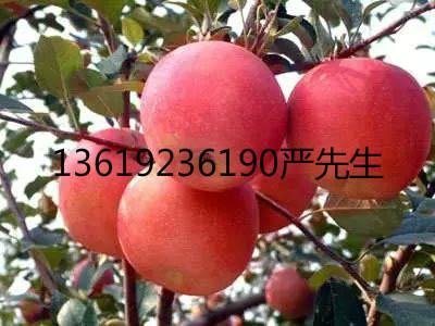 紅富士蘋(píng) 紅富士蘋(píng)價(jià)格紅富士蘋(píng)果產(chǎn)地