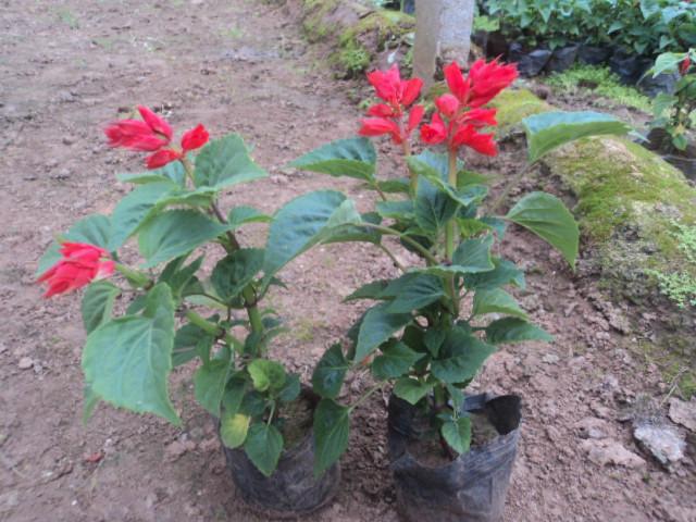 供應(yīng)綠化草花一串紅