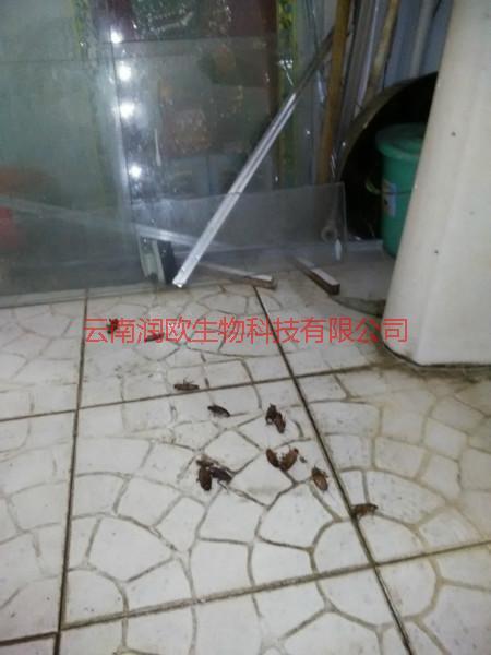 食品廠圖片/食品廠樣板圖 (3)