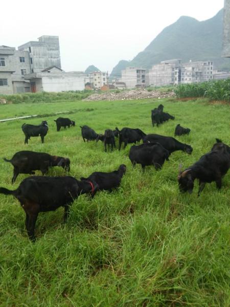 供应广西隆林黑山羊养殖基地，黑山羊特种羊最优惠价格，优质配种种黑山羊图片