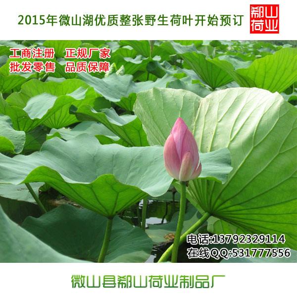 荷葉茶圖片/荷葉茶樣板圖 (3)