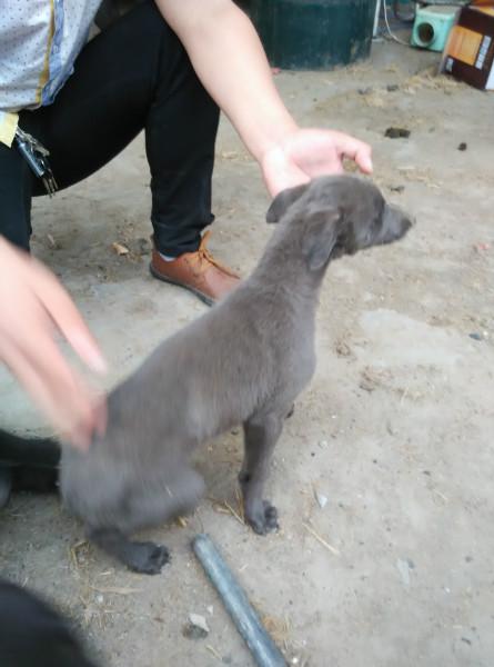 北京市血统格力惠比特幼犬厂家