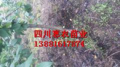 供應(yīng)*茶苗廠家，*茶苗廠家電話，*茶苗批發(fā)價(jià)格