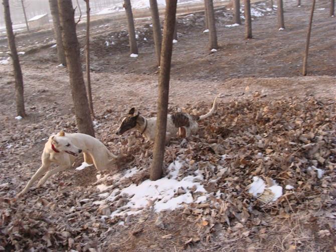 山东哪里有格力犬养殖场图片