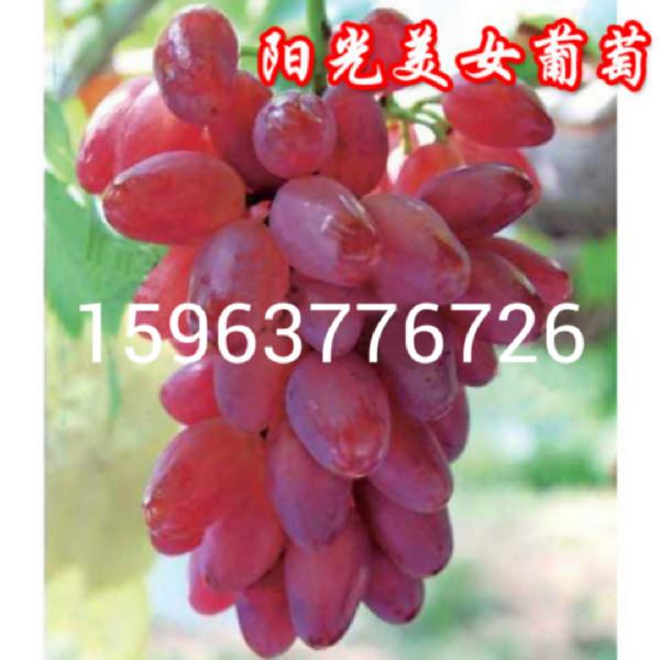 早夏无核葡萄苗夏黑芽变葡萄 优质夏黑芽变葡萄 早夏无核葡萄苗批发