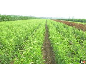 供應(yīng)安徽桃苗錦繡黃桃黃桃苗*