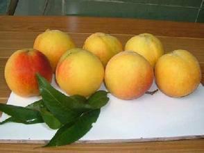 供應(yīng)轉(zhuǎn)為罐頭廠代收黃桃