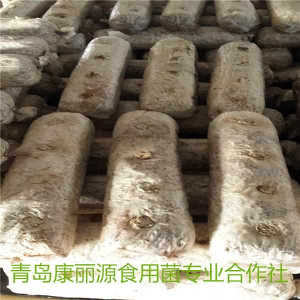 山东青岛康丽源食用菌出口香菇菌棒