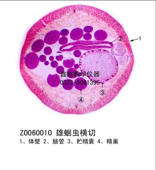 供应鑫鑫教学厂家直销：雄蛔虫横切，生物切片、浸制、腊叶、生药、中药标本，模型等，价格优惠、质量保证。