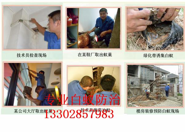 供應順德上門檢測白蟻服務，順德白蟻上門檢測電話，順德白蟻防治