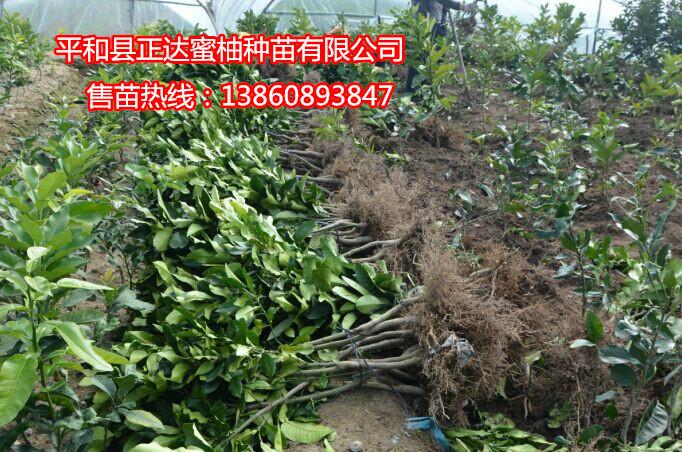 供應(yīng)紅肉蜜柚苗批發(fā)廣西正達蜜柚苗場