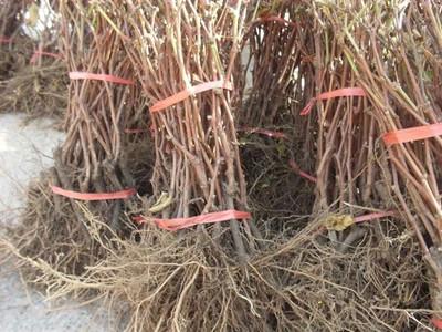 戶太八號葡萄苗 葡萄苗價格 葡萄苗批發(fā) 占地戶太八號葡萄樹 葡萄苗基地