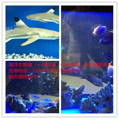 活體海洋展生物海豹海獅出租租賃圖片/活體海洋展生物海豹海獅出租租賃樣板圖 (2)
