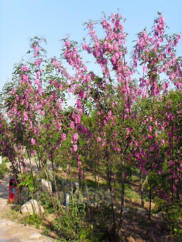 湖南映霜紅桃樹苗批發(fā)價(jià)格，青州映霜紅桃樹苗批發(fā)，