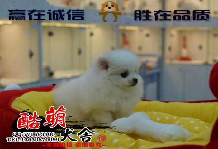 博美犬图片