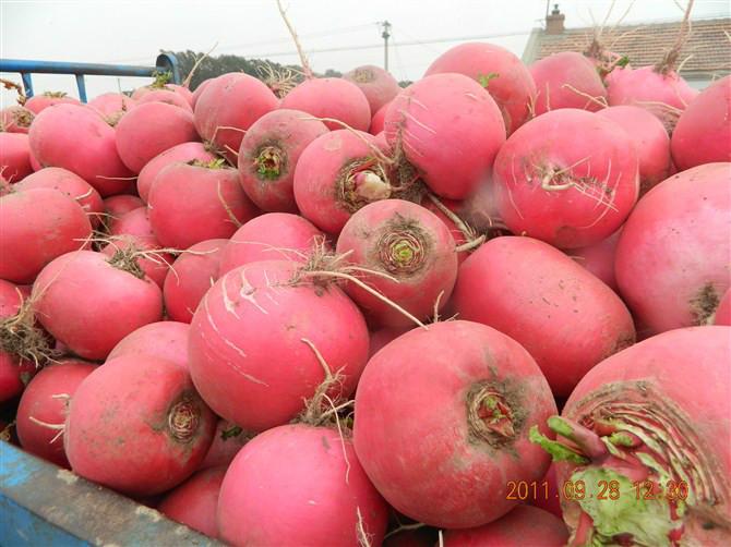 供應(yīng)東北心里美蘿卜功效