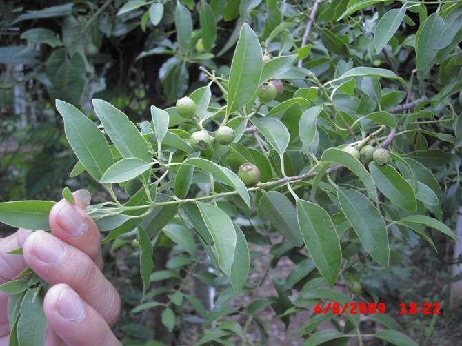 供應(yīng)廣西檀香種子