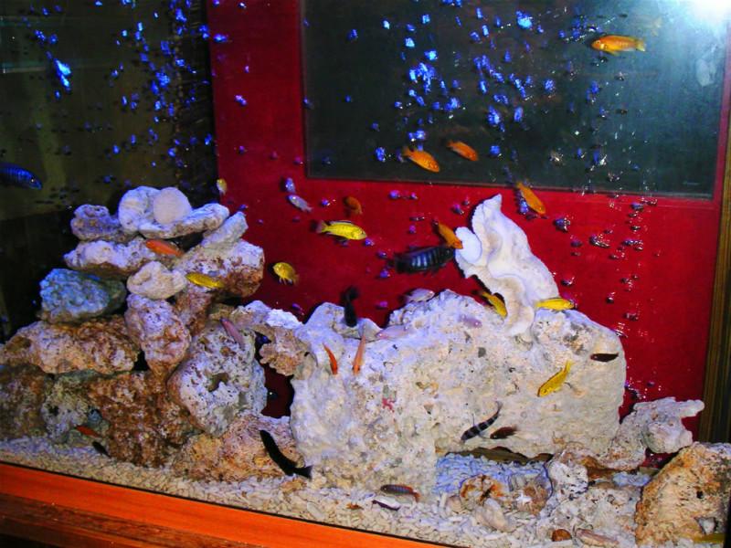 供應(yīng)廣州洗魚缸魚缸換水魚病防治