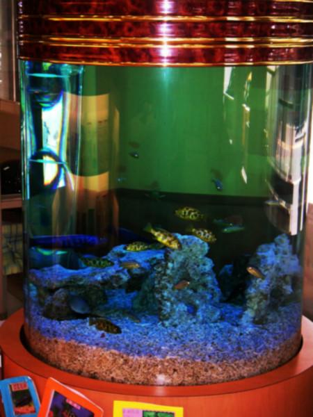 供應(yīng)廣州洗魚缸魚缸換水魚病防治
