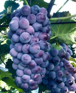 供應(yīng)吉林葡萄苗黑龍江葡萄苗內(nèi)蒙葡萄苗