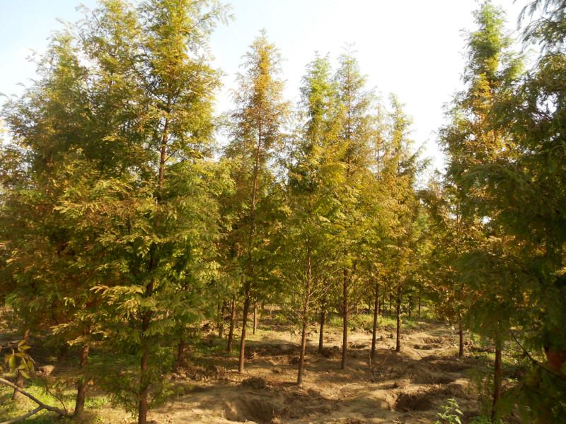 供應(yīng)江蘇大豐東臺水杉供應(yīng)，江蘇東臺水杉價格，大豐錦林苗木