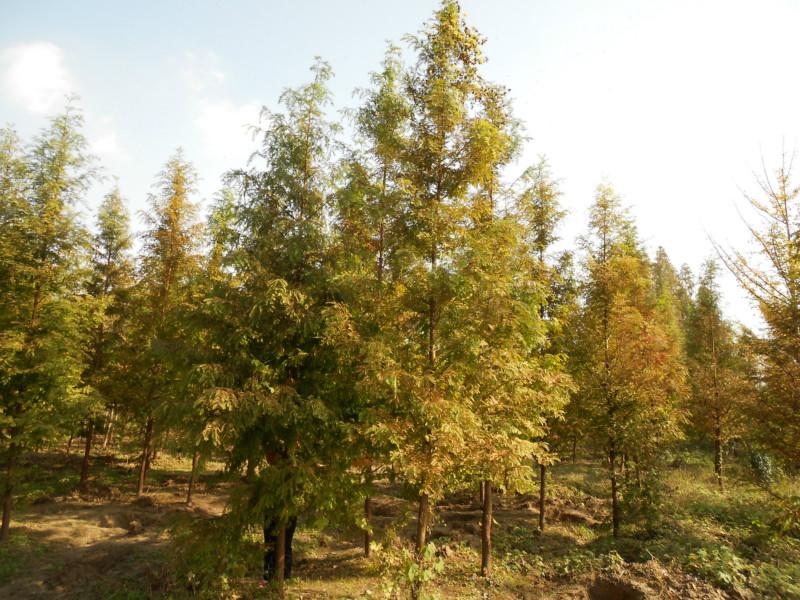 供應(yīng)江蘇大豐東臺水杉供應(yīng)，江蘇東臺水杉價格，大豐錦林苗木